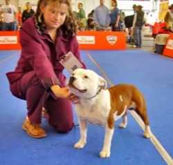 Sharoc Fransimo Red Boy | Staffordshire Bull Terrier 