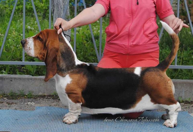 KOLANI LA FLEIR DE LIS | Basset Hound 