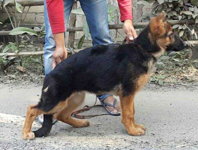 Jarnas Crystal | German Shepherd Dog 