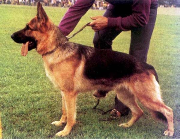 Unda von der Wienerau | German Shepherd Dog 