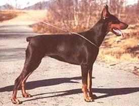 Zenta Des Fripons D'ebène | Black Doberman Pinscher