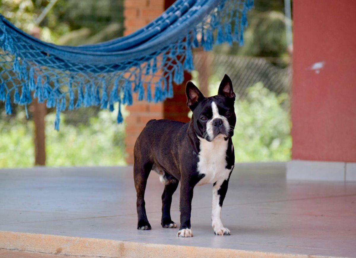 BLUEBERRY JPASSARELLI TERRAPRETA | Boston Terrier 