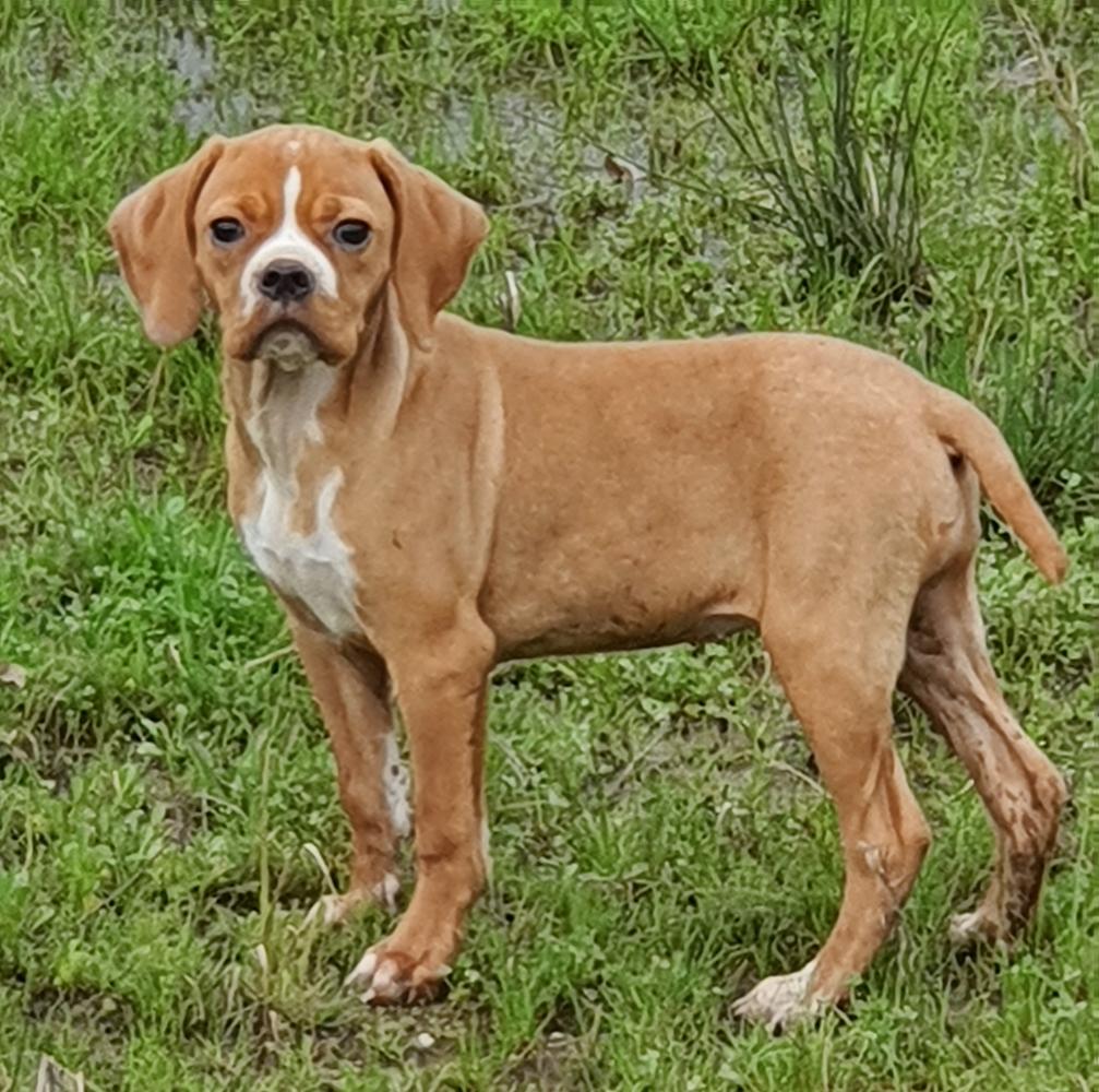 Tiara Do Vale Ferro | Portuguese Pointer 