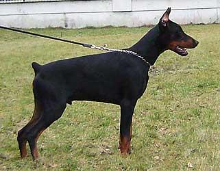 Eria Pro Oliver Twist | Black Doberman Pinscher