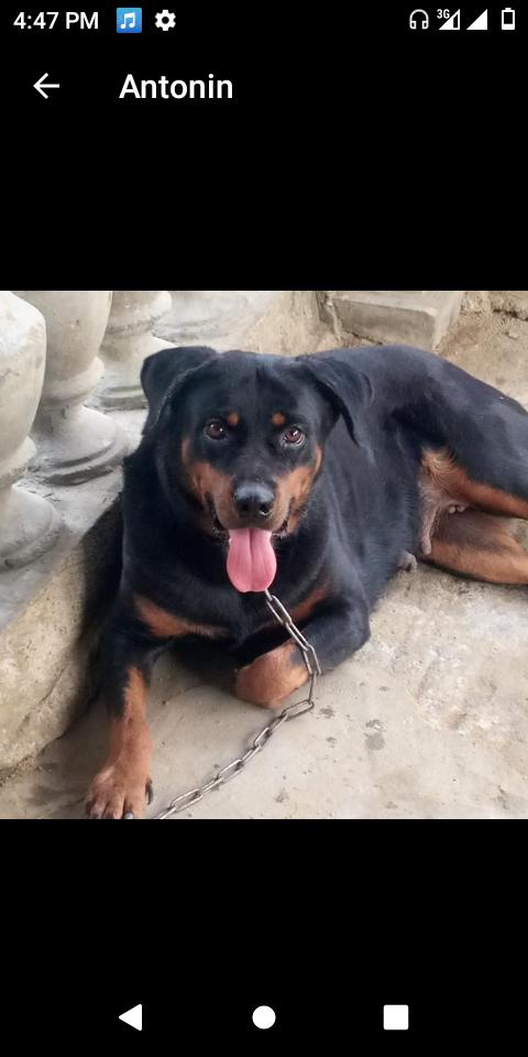 Bellazi von Negro | Rottweiler 