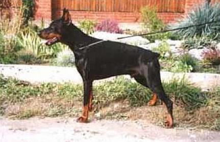 Koppod'Oro Efito Eis | Black Doberman Pinscher