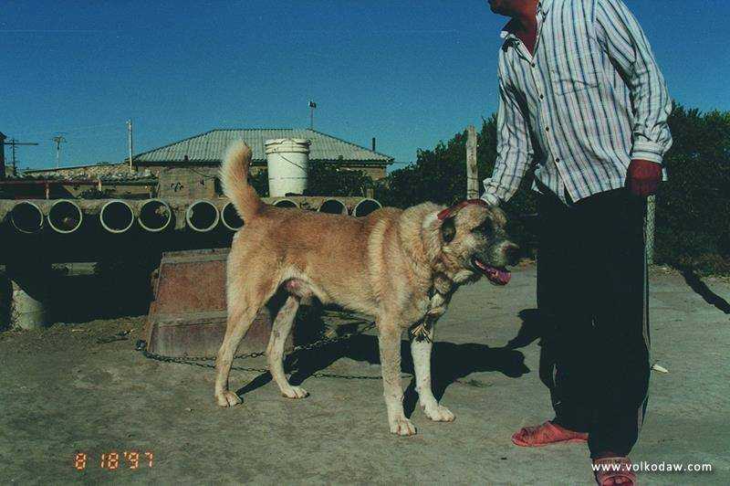 Ker Gaplan | Central Asian Shepherd Dog 