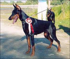 Heidelberg Yardi | Black Doberman Pinscher