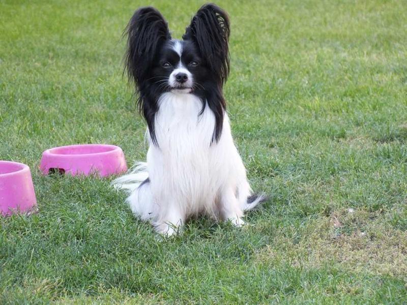 Zwergenpower's Jethro | Papillon 