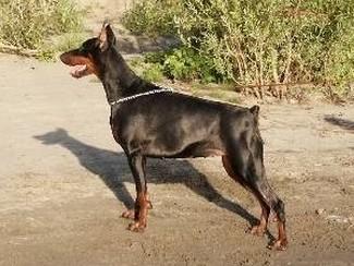 Koppod'Oro Afrodita Astra | Black Doberman Pinscher