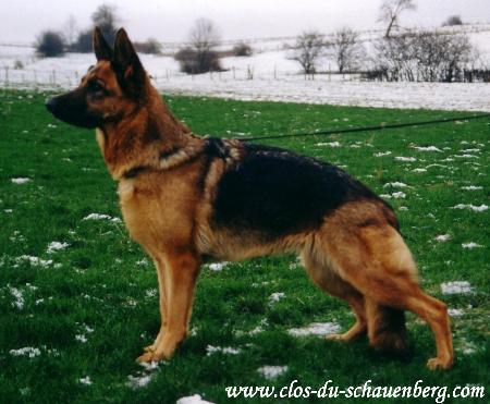 ORCA du Clos du Schauenberg | German Shepherd Dog 