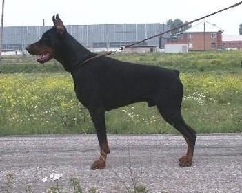 Koppod'Oro Anteus Agniy | Black Doberman Pinscher