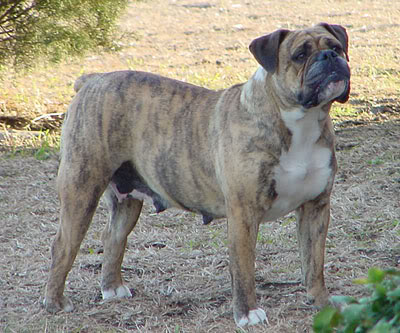 RockRoll's Baby Jiggles | Olde English Bulldogge 