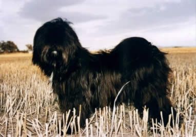 SCHANTI'S CHIKA LAMLEH | Tibetan Terrier 