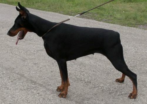 Koppod'Oro Boaditseya | Black Doberman Pinscher