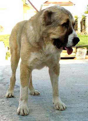 Kich Iz Aleksandrovoi Slobody | Central Asian Shepherd Dog 