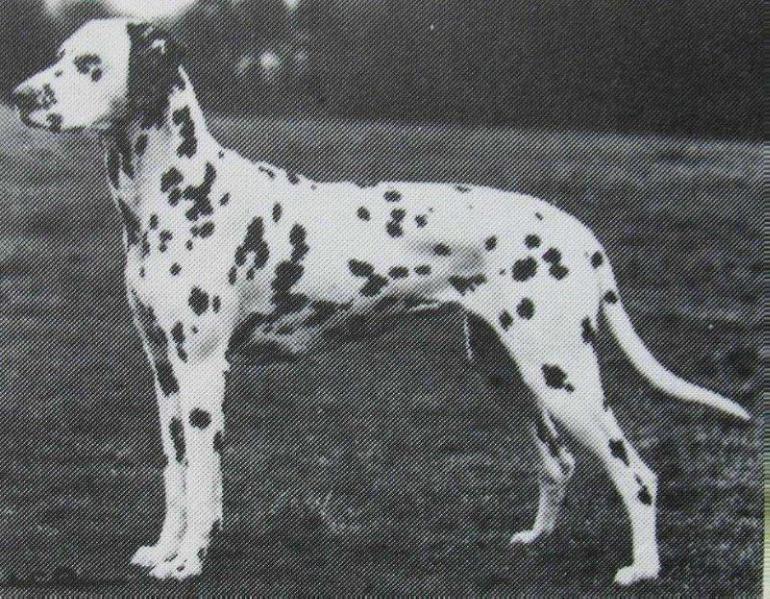 Perdi the Smasher of Dalmark | Dalmatian 