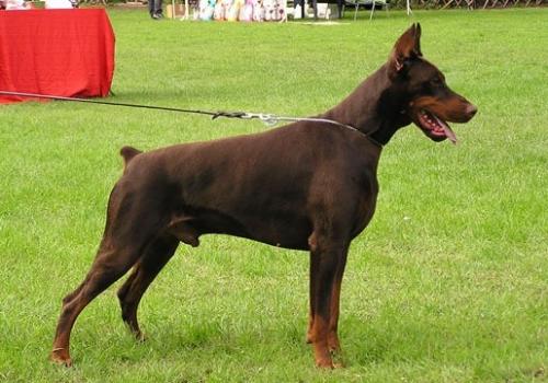 Lassan di Satti | Brown Doberman Pinscher