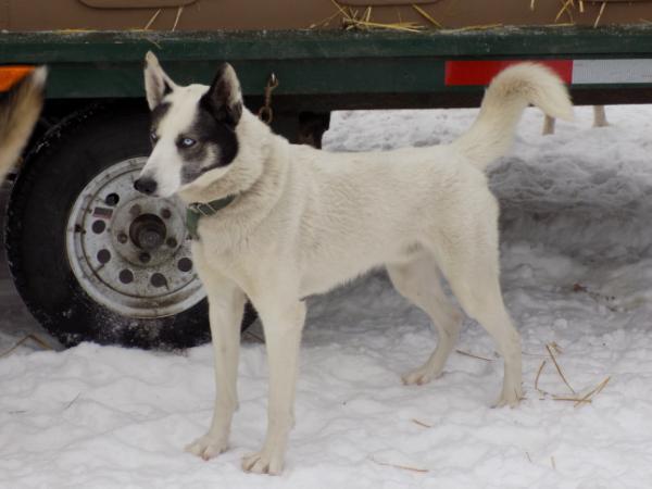 RJ's Suka 93.3 | Siberian Husky 