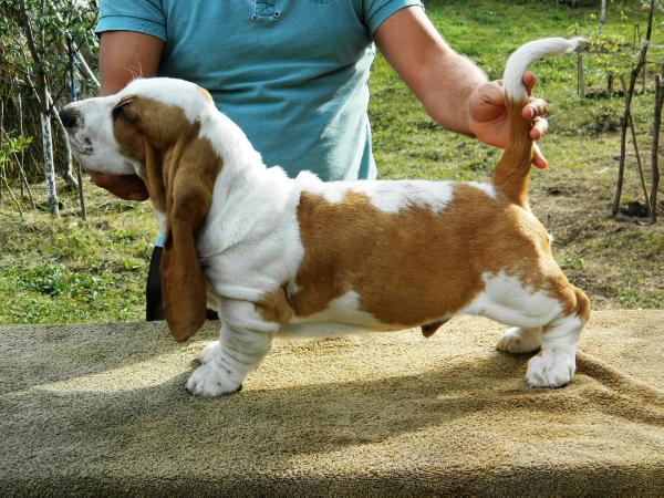 Quantas-Napoca Chance | Basset Hound 