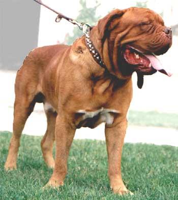 Hermion De El Siscar | Dogue de Bordeaux 