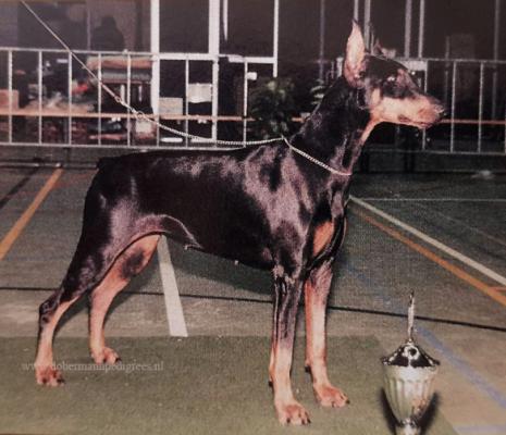 Marienburg's Aviva | Black Doberman Pinscher