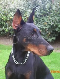 Sinjo v. Eggelbolts Stam | Black Doberman Pinscher