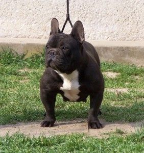 AYLIN FROID MUFLE | French Bulldog 