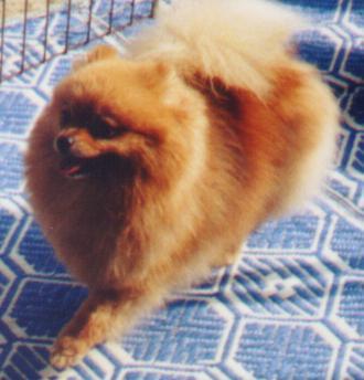 Chriscendo Clairvoyant | Pomeranian 