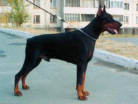 Rossiiskiy Kolorit Kianu Kvestor | Black Doberman Pinscher