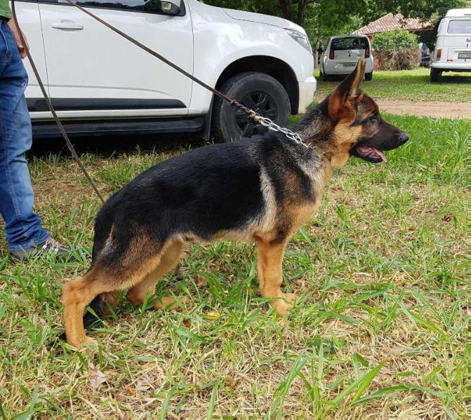 Benthu da Casa Gimenez | German Shepherd Dog 