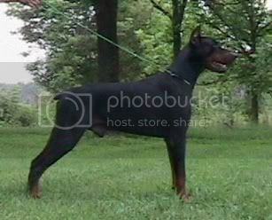 Rossiiskiy Kolorit Korbin Khnum | Black Doberman Pinscher