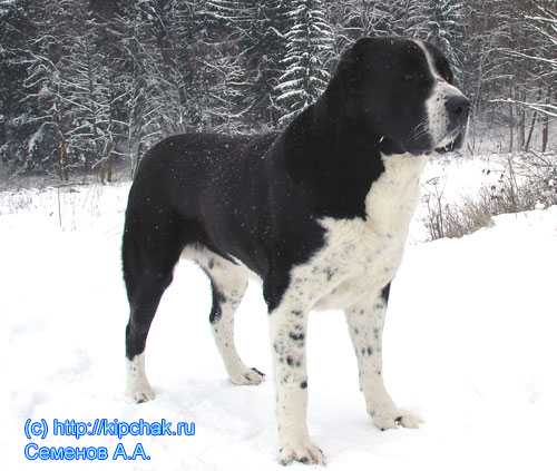 Kipchak | Central Asian Shepherd Dog 