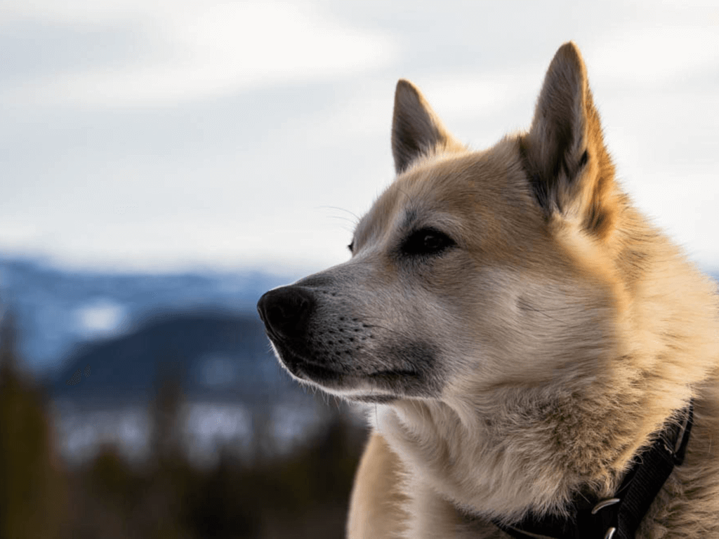 Norwegian Buhund