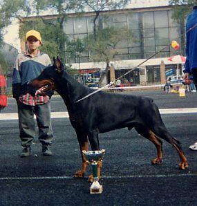 Graaf Vaillant v. Neerlands Stam | Black Doberman Pinscher