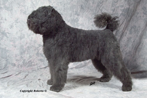 Ben Wiggly from Loo Ally | Bouvier des Flandres 