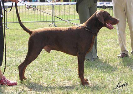 Basko v. Fachenfelde | Brown Doberman Pinscher