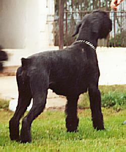 Vaun von Lexow | Giant Schnauzer 