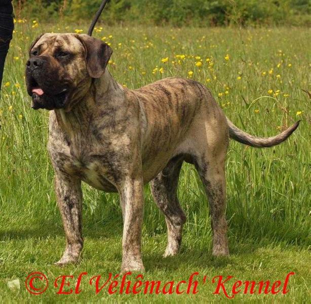 Léon de canmuc | Perro de Presa Canario 