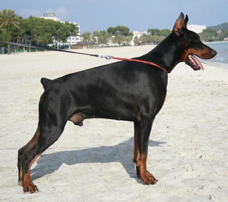 N'Hiram de Rizzi | Black Doberman Pinscher