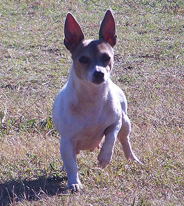 Caney Creek Chippewa | Teddy Roosevelt Terrier 