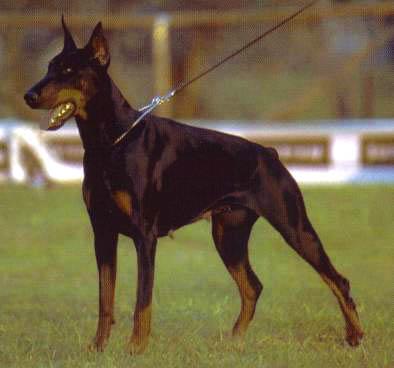 Ombra di Casa Coppo | Black Doberman Pinscher