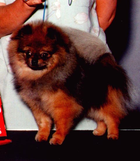 Daystar Lil' Red Rooster Zuran | Pomeranian 