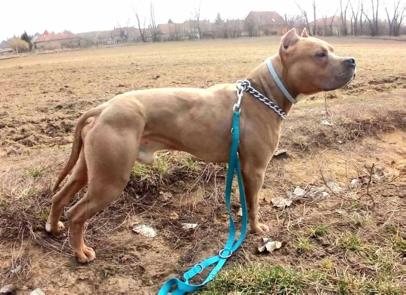 Wild Prapodnich Of Drencia Xenon | American Staffordshire Terrier 