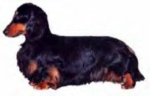 Packer's Black Gold ML | Dachshund 