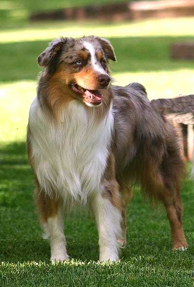 Cowtown JB Bookes of Heartland | Australian Shepherd 