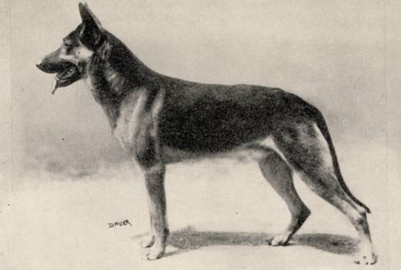 Curt von der Morgensonne | German Shepherd Dog 