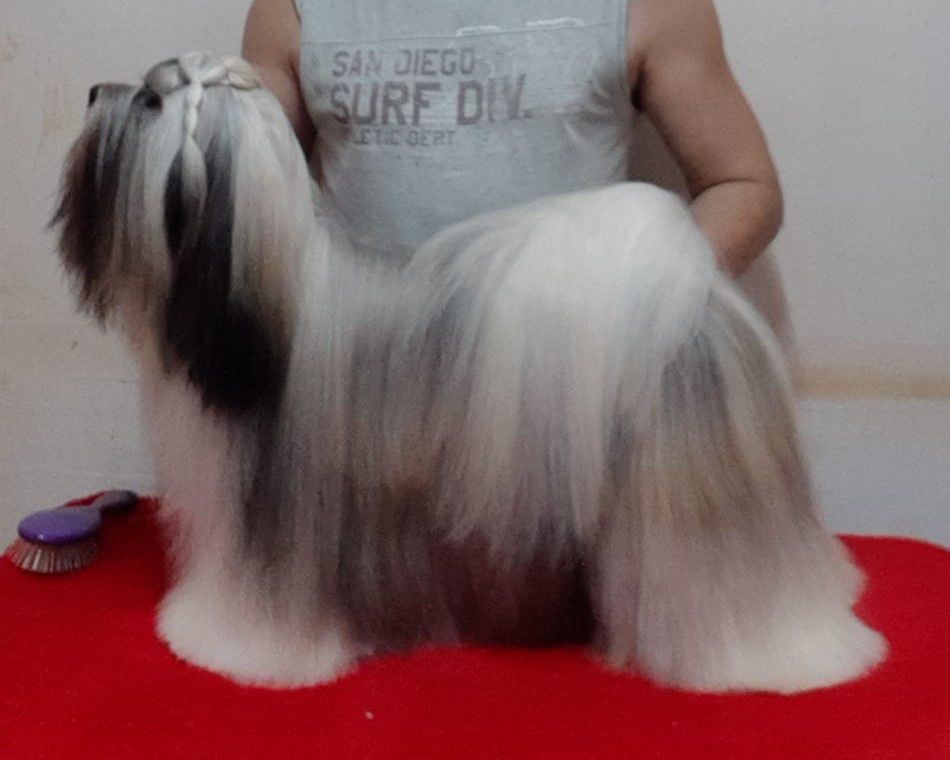 RMoretto Cane &amp; Jaron Audacious | Lhasa Apso 