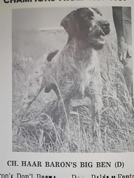 HAAR BARON'S BIG BEN | German Wirehaired Pointer 