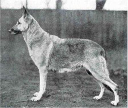 Cora von der Sennhütte | German Shepherd Dog 